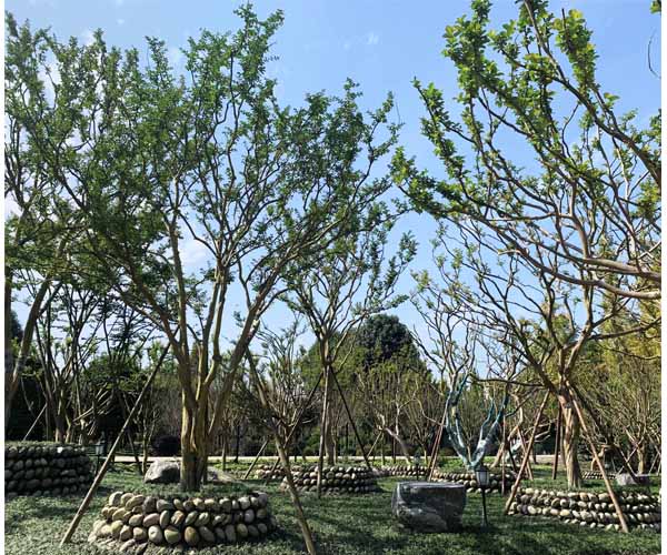 紫薇園